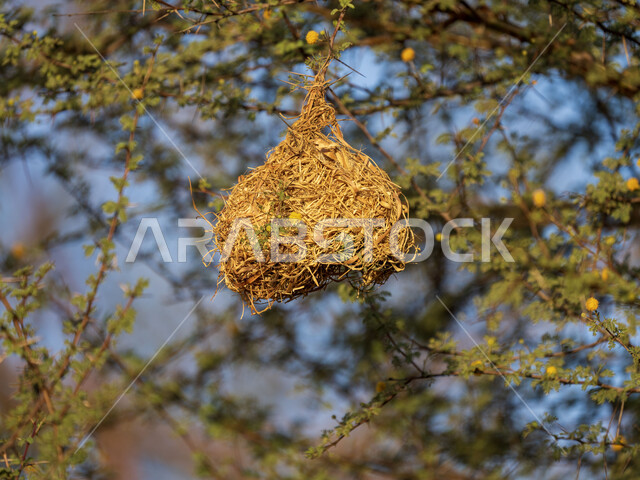 صورة مقربة لعش الطيور معلق على غصن الشجرة، الاشجار والنباتات الخضراء، مناظر طبيعية، خلفية الطبيعة