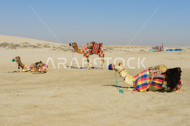 الجمال والابل في محمية طبيعية في المناطق الصحراوية، تربية الجمال والإبل، محمية برية، تربية الجمال والإبل، الطبيعة الصحراوية