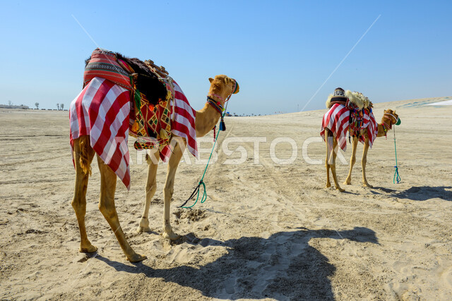 الجمال والابل في محمية طبيعية في المناطق الصحراوية، تربية الجمال والإبل، محمية برية، تربية الجمال والإبل، الطبيعة الصحراوية