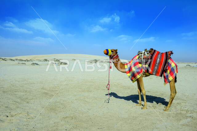 الجمال والابل في محمية طبيعية في المناطق الصحراوية، تربية الجمال والإبل، محمية برية، تربية الجمال والإبل، الطبيعة الصحراوية