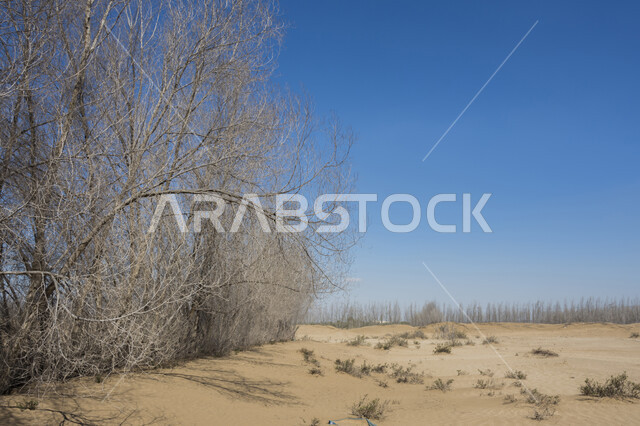 اغصان الاشجار الجافة، فروع خالية من الاوراق، مناظر طبيعية، خلفية السماء الزرقاء , خلفية الطبيعة , فصل الخريف .