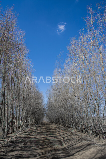 اغصان الاشجار الجافة، فروع خالية من الاوراق، مناظر طبيعية، خلفية السماء الزرقاء , خلفية الطبيعة , فصل الخريف .