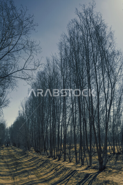 اغصان الاشجار الجافة، فروع خالية من الاوراق، مناظر طبيعية، خلفية السماء الزرقاء