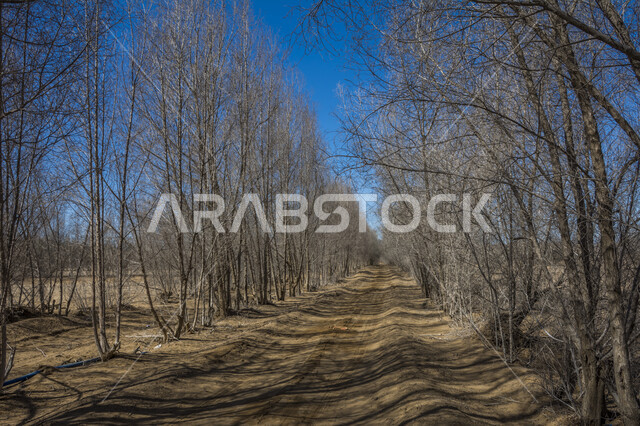 اغصان الاشجار الجافة، فروع خالية من الاوراق، مناظر طبيعية، خلفية السماء الزرقاء , خلفية الطبيعة , فصل الخريف .