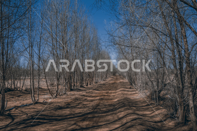 اغصان الاشجار الجافة، فروع خالية من الاوراق، مناظر طبيعية، خلفية السماء الزرقاء , خلفية الطبيعة , فصل الخريف .