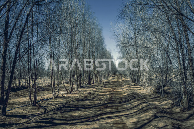 اغصان الاشجار الجافة، فروع خالية من الاوراق، مناظر طبيعية، خلفية السماء الزرقاء , خلفية الطبيعة , فصل الخريف .