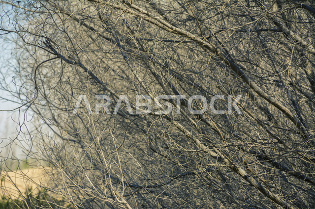 اغصان الاشجار الجافة، فروع خالية من الاوراق، مناظر طبيعية، خلفية السماء الزرقاء , خلفية الطبيعة , فصل الخريف .