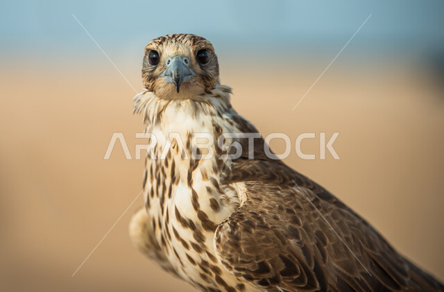 صورة مقربة لطائر الصقر، تربية وتدريب الطيور الجارحة، الطيور المفترسة، تدريب الصقور، طائر الباز المفترس