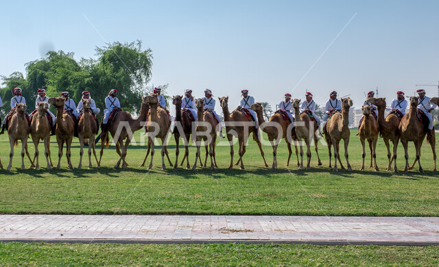رجال عرب خليجيين قطريين يمتطون الجمال في حديقة الديوان الاميري بمدينة الدوحة في قطر، حيوان الجمل، الاشجار والنباتات الخضراء، الديوان الاميري، عروض وفعاليات، معالم قطر