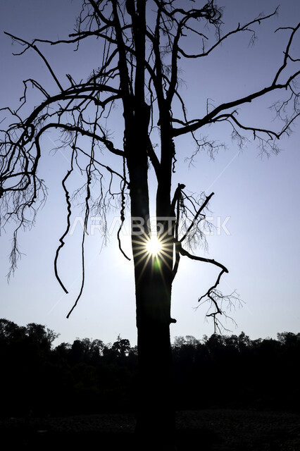 صورة ظلية لشجرة بدون اوراق، اغصان الاشجار، جذع الاشجار، اشعة الشمس الساطعة، مناظر طبيعية، خلفية الطبيعة