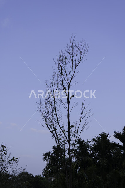 اغصان الاشجار الجافة ، فروع خالية من الاوراق ، اشجار عارية في فصل الشتاء ,خلفيات طبيعية ، فصل الشتاء , خلفية زرقاء .