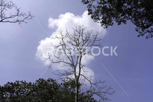 اغصان الاشجار الجافة خلفها غيمة  ، فروع خالية من الاوراق ، اشجار عارية في فصل الشتاء ,خلفيات طبيعية ، فصل الشتاء .