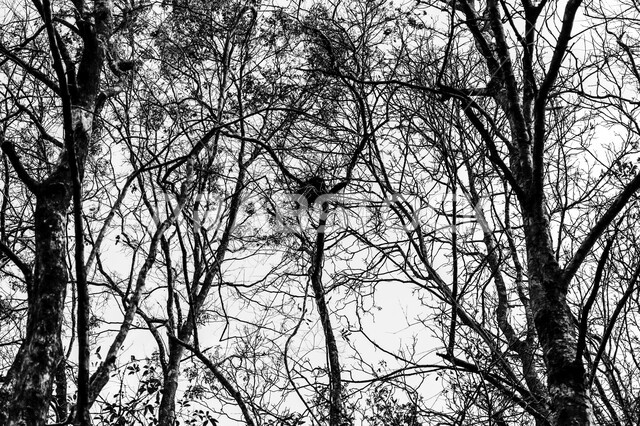 اغصان الاشجار الجافة ، فروع خالية من الاوراق ، اشجار عارية في فصل الشتاء ,خلفيات طبيعية ، فصل الشتاء .