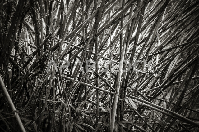 صورة مقربة لاغصان الاشجار الجافة ، فروع خالية من الاوراق ، اشجار عارية في فصل الشتاء ,خلفيات طبيعية ، فصل الشتاء .