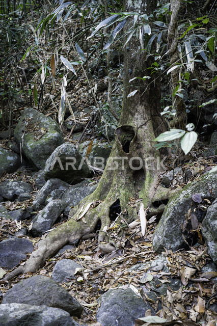 جذوع الاشجار الجافة محاطة بالحجارة في الغابات , اوراق متساقطة , خلفيات طبيعية , اشجار وصخور .