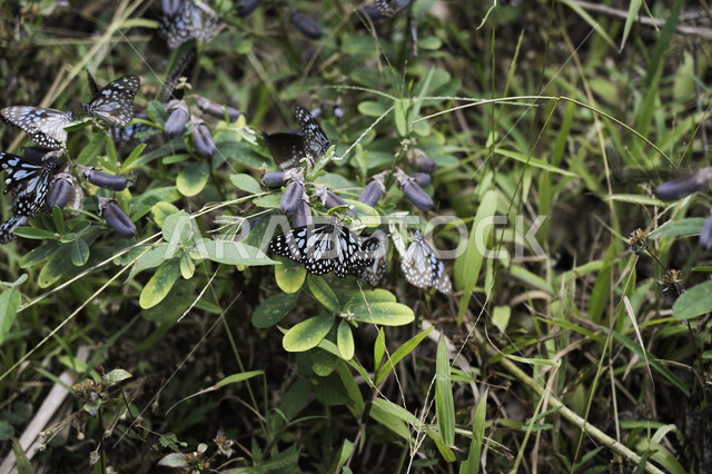 مجموعة من الفراشات التي تقف فوق اوراق النباتات ، حشرة الفراشة ، مناظر طبيعية خلابة ، الاشجار والنباتات الخضراء، خلفيات طبيعية .