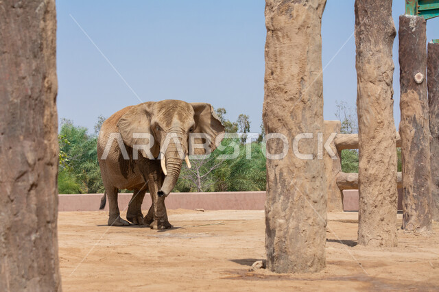 حيوان الفيل، الطبيعة البرية، الأشجار والنباتات الخضراء، حيوانات بريه، محمية بريه طبيعية