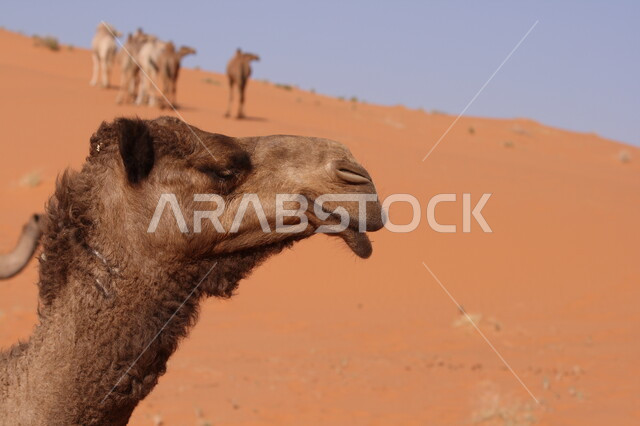 صورة جانبية مقربة لحيوان الجمل في الصحراء ، تربية الجمال و الإبل في المناطق الصحراوية بالمملكة العربية السعودية, خلفية الطبيعة الصحراوية .
