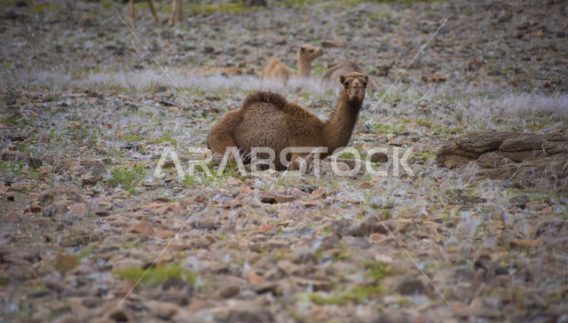 Camel and camel breeding farm, desert nature, entertainment events and activities in the Kingdom of Saudi Arabia, sitting in a wild reserve, the desert in daytime, nature background.
