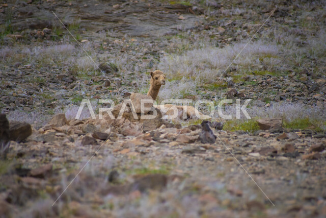 مزرعة  تربية الإبل والجمال ، فعاليات وأنشطة ترفيهيه في المملكة العربية السعودية ،الطبيعة الصحراوية ، الجلوس في محمية برية ، الصحراء في وضع النهار, خلفية الطبيعة .