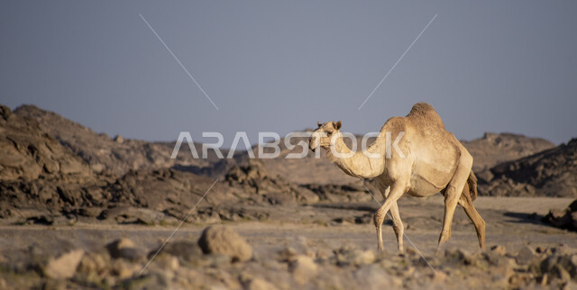 حيوان الجمل في محمية طبيعية بالمناطق الصحراوية، تربية الجمال والإبل، المناطق الصحراوية، الطبيعة الصحراوية، محمية طبيعية، محمية برية, خلفية الطبيعة .