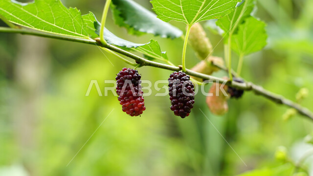 صورة مقربة لأغصان شجر التوت المحملة بالثمار الناضجة  ، الاشجار والنباتات الخضراء،  ثمار التوت ، الطبيعة المثمرة ، خلفية الطبيعة الضبابية  .