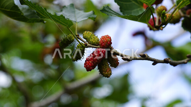 صورة مقربة لأغصان شجر التوت المحملة بالثمار الناضجة  ، الاشجار والنباتات الخضراء، الطبيعة المثمرة ، ثمار التوت ، خلفية الطبيعة الضبابية  .