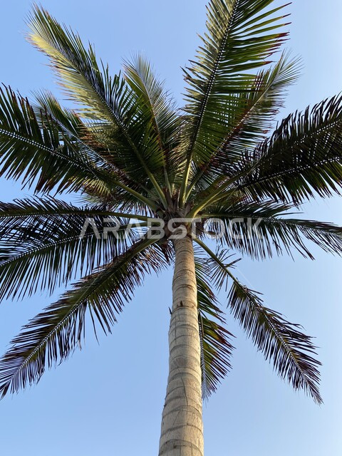 صورة من زاوية سفلية لاشجار النخيل، سعف النخيل، مزارع النخيل الخضراء، جذع شجرة النخيل، محاصيل زراعية، محمية طبيعية لزراعة أشجار النخيل .