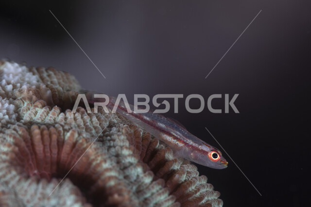 صورة ماكرو للحيوانات البحرية , الأسماك البحرية في اعماق البحر ، محمية بحرية ، أكواريوم ، الثروة السمكية في البحر الاحمر ، خلفية ضبابية .