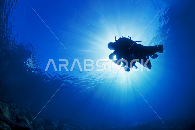 صورة من الاسفل لغواص في  البحر ، استكشاف الطبيعة المائية , الثروة  السمكية في البحر الاحمر ، محمية بحرية ، أكواريوم ، نباتات مائية وشعاب مرجانية  , خلفية طبيعية .