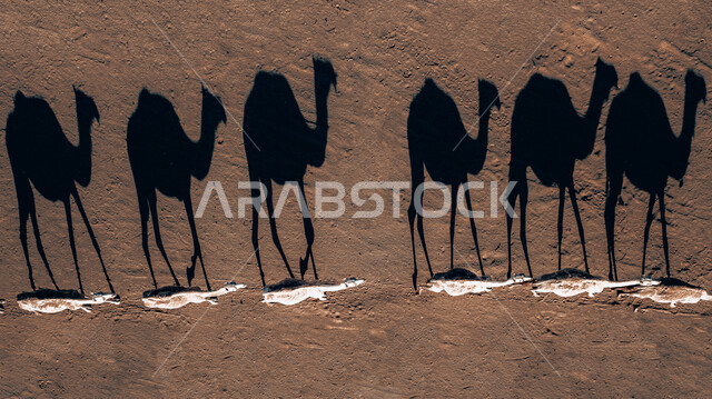 ظلال قافلة من الجمال في صحراء العلا , التشكيلات والتكوينات الصخرية الطبيعية، الطبيعة الصحراوية في مدينة العلا في المملكة العربية السعودية، المرتفعات الجبلية، حيوانات صحراوية،  أماكن سياحية .