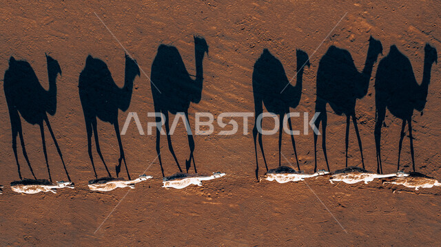 ظلال قافله من الجمال في صحراء العلا , التشكيلات والتكوينات الصخرية الطبيعية، الطبيعة الصحراوية في مدينة العلا في المملكة العربية السعودية، المرتفعات الجبلية، حيوانات صحراوية،  أماكن سياحية .