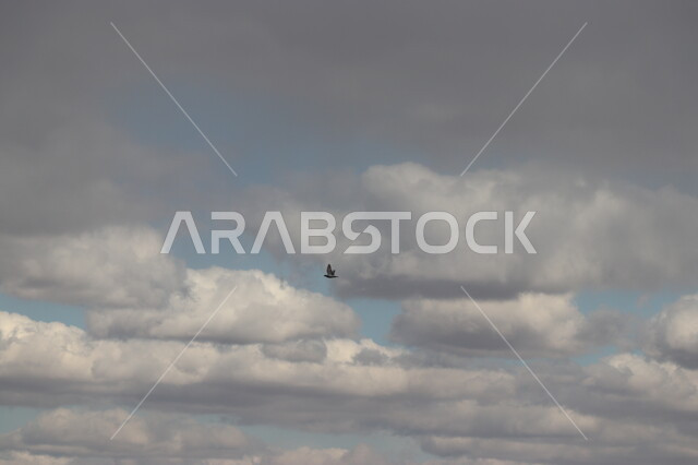 السماء الملبدة بالغيوم، طائر يحلق في السماء، سحب بيضاء، مناظر طبيعية، خلفية الطبيعة