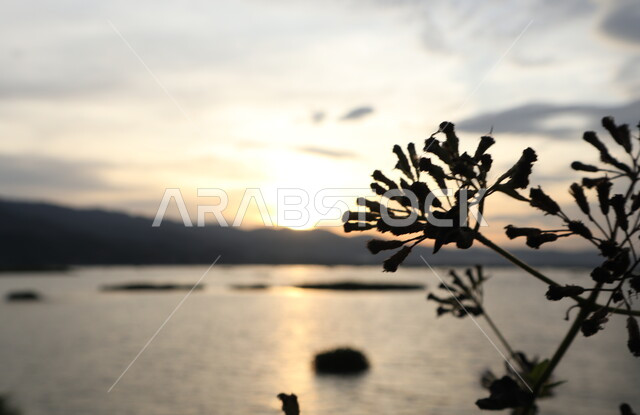 صورة ظلية لاغصان الاشجار وقت غروب الشمس، هدوء البحر، الجبال والمرتفعات، مناظر طبيعية، خلفية الطبيعة