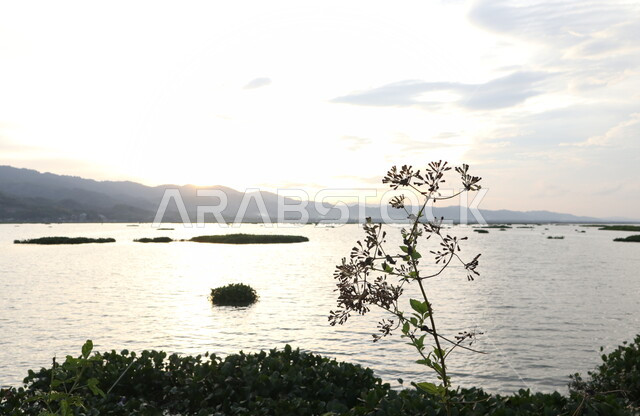 Close-up of green plants, calm sea, tree branches, mountains and hills, landscapes, nature background