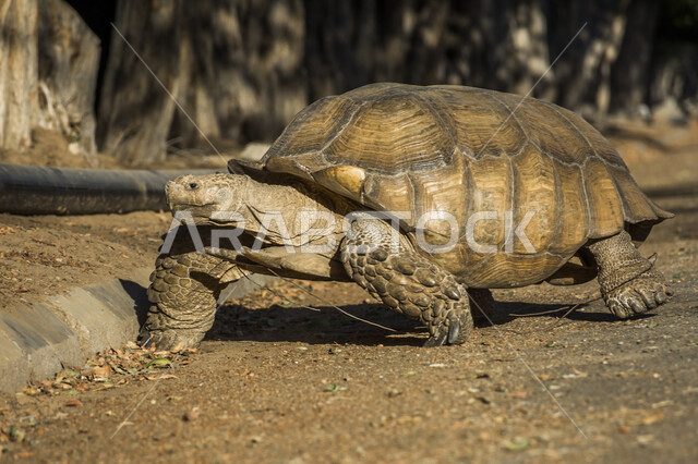 سلحفاة برية كبيرة  تسير في الطريق, حيوانات برية زاحفة, محمية طبيعية لتربية الحيوانات البرية