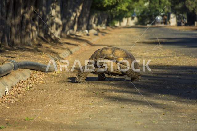 سلحفاة برية كبيرة الحجم تسير في الطريق, حيوانات زاحفة, محمية طبيعية لتربية الحيوانات البرية