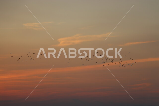 صورة ظلية للسماء وقت الغروب، السماء تعج بالغيوم  , هجرة الطيور ، خلفية الطبيعة . 