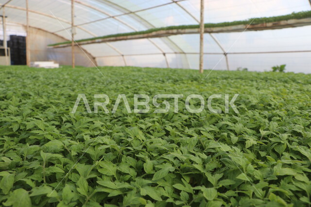 صورة مقربة لتنبيت  أنواع من بذور الخضروات والجبس ضمن بيوت بلاستيكية , الإنتاش ,  نمو ساق النبات وأوراقها  ، مشاتل زراعية , بيوت بلاستيكية .