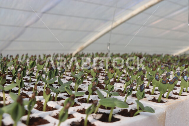 صورة مقربة لتنبيت أنواع من بذور الخضروات والجبس  ضمن بيوت بلاستيكية ,  الإنبات و الإنتاش  ,  نمو ساق النبات وأوراقها فوق الأرض، خروج جنين البذرة , مشاتل زراعية , بيوت بلاستيكية .