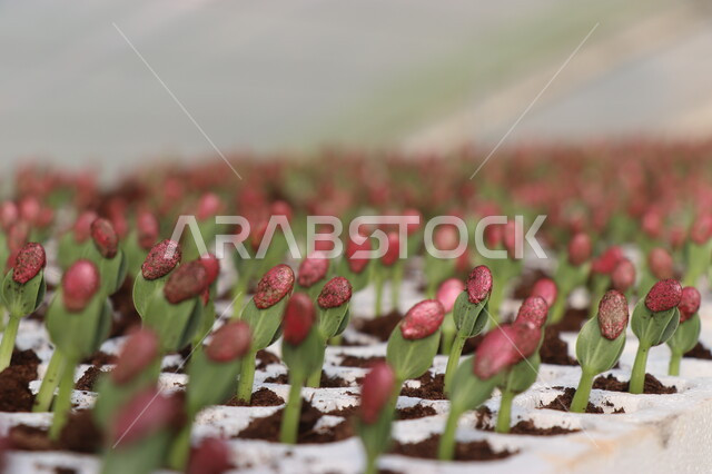 صورة مقربة لتنبيت أنواع من بذور الخضروات والجبس  ضمن بيوت بلاستيكية ,  الإنبات و الإنتاش  ,  نمو ساق النبات وأوراقها فوق الأرض، خروج جنين البذرة , مشاتل زراعية , بيوت بلاستيكية .