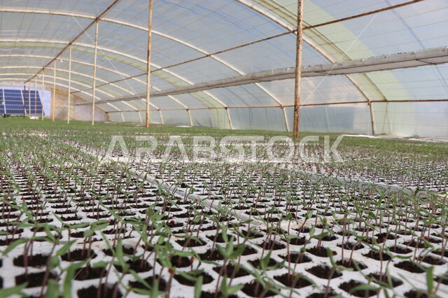 A close-up of the germination of types of vegetable and gypsum seeds in greenhouses, germination and germination, the growth of plant stems and leaves above the ground, the emergence of the seed embryo, agricultural nurseries, greenhouses