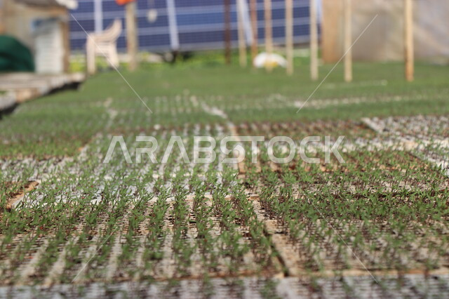 تنبيت  أنواع من بذور الخضروات والجبس ضمن بيوت بلاستيكية , الإنتاش ,  نمو ساق النبات وأوراقها  ، مشاتل زراعية , بيوت بلاستيكية .