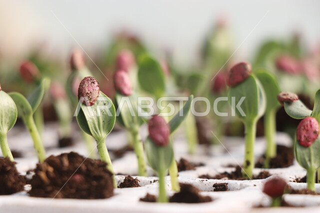 صورة مقربة لتنبيت أنواع من بذور الخضروات والجبس  ضمن بيوت بلاستيكية ,  الإنبات و الإنتاش  ,  نمو ساق النبات وأوراقها فوق الأرض، خروج جنين البذرة , مشاتل زراعية , بيوت بلاستيكية .