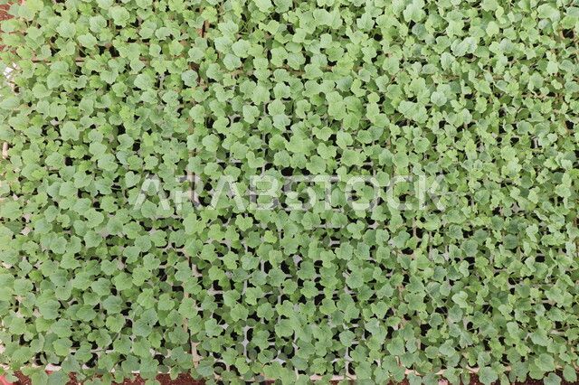 صورة مقربة لتنبيت  أنواع من بذور الخضروات والجبس ضمن بيوت بلاستيكية , الإنتاش ,  نمو ساق النبات وأوراقها  ، مشاتل زراعية , بيوت بلاستيكية .