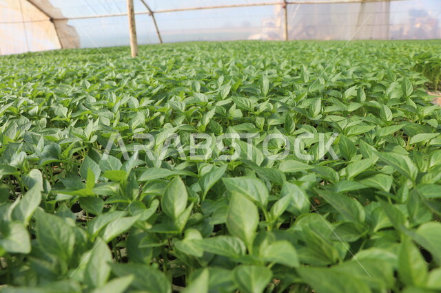 صورة مقربة لتنبيت  أنواع من بذور الخضروات والجبس ضمن بيوت بلاستيكية , الإنتاش ,  نمو ساق النبات وأوراقها  ، مشاتل زراعية , بيوت بلاستيكية .