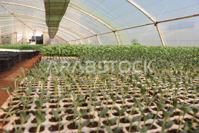 تنبيت  أنواع من بذور الخضروات والجبس ضمن بيوت بلاستيكية , الإنتاش ,  نمو ساق النبات وأوراقها  ، مشاتل زراعية , بيوت بلاستيكية .