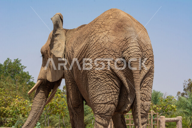 صورة من الخلف لحيوان الفيل في الطبيعة البرية، الأشجار والنباتات الخضراء، محمية طبيعية، محمية برية، حيوان الفيل في حديقة الحيوانات