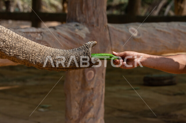 Close-up of a man's hand feeding an elephant, elephant's long trunk, wild nature, nature reserve, wild reserve, elephant in zoo