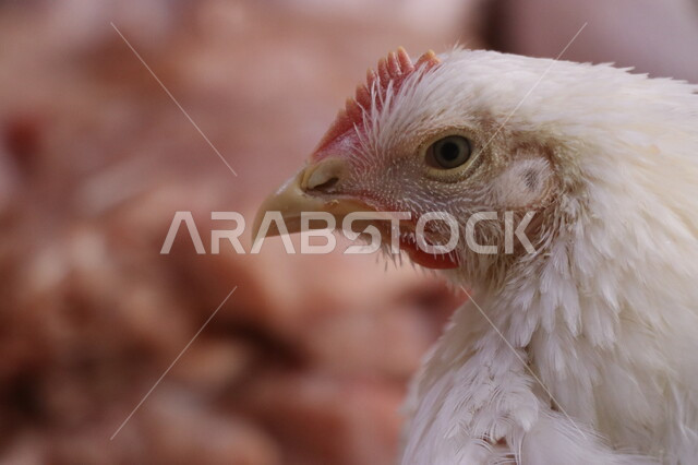 صورة مقربة لمجموعة من الدجاج الابيض، مزرعة دواجن، الدواجن البيضاء، مزارع تربية الطيور والدواجن
